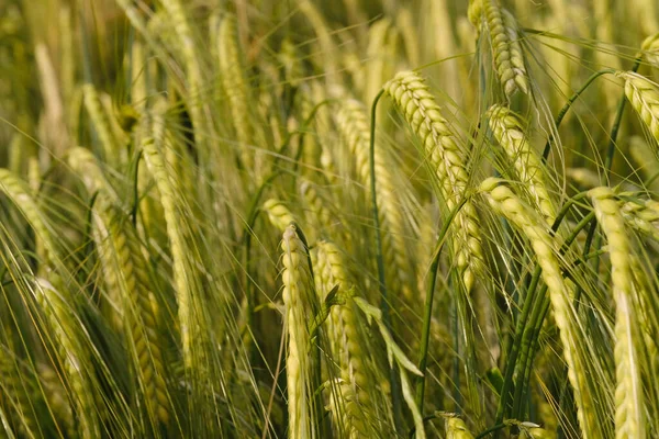 Gelbe Grüne Ähren Von Roggen Weizen Gerste Wind Schöne Sommerlandschaft — Stockfoto