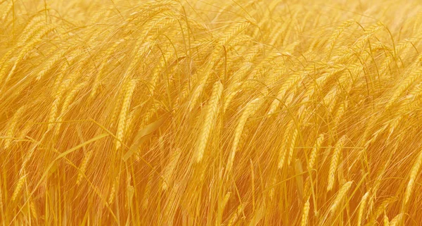 Поле Золотого Дозрілого Жита Пшениці Ячменю Аграрної Концепції Багатого Врожаю — стокове фото
