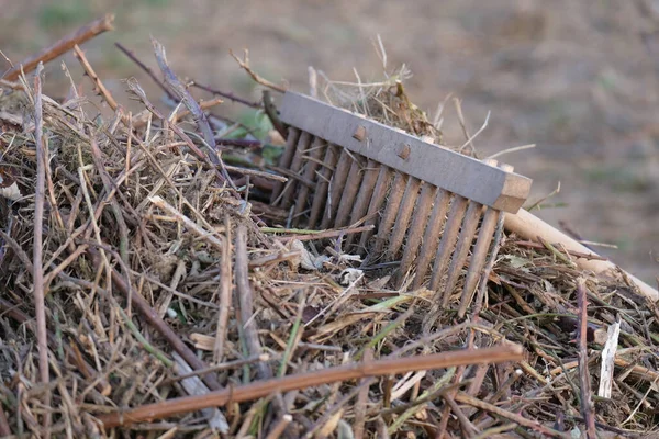 Man Rakes Clears Lawn Wooden Rake Field Mowed Grass Dry — Stock Fotó
