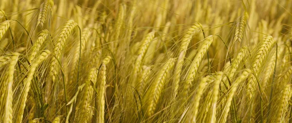 Gelbe Ähren Des Roggens Weizen Wind Schöne Sommerlandschaft Konzept Der — Stockfoto