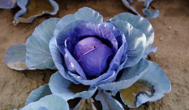 Yakın plan genç kırmızı lahana bitkileri, Brassica oleracea, olgunlaşan tarım kültürü alanları, tarım konsepti, çevre dostu bitkiler, sebze üretimi, gübre uygulaması, gıda krizi