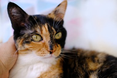 Kapalı kadın elleri nazikçe okşuyor, kulaklarının arkasını tırmalıyor evcil kaplumbağa kabuğu, kimera kedisi, konsept, dört ayaklı evcil hayvanlar ve insanlar arasındaki ilişkiler, hayvanlara duyulan sevgi, insanlarla etkileşim