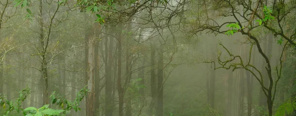 神秘的なジャングルの風景 落葉熱帯雨林 熱帯雨林 パノラマ デザイナーのための神秘的な背景 コンセプトは視界不良 自然保護 生態学的バランスで迷子になる — ストック写真