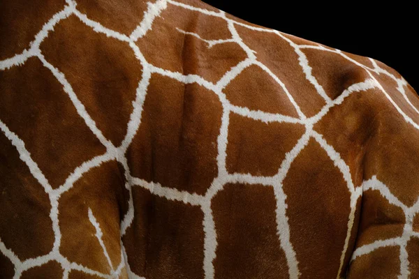 Close Pele Animal Girafa Giraffa Camelopardalis Manchas Marrons Pele Brilhante — Fotografia de Stock