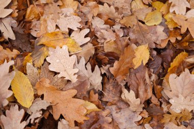 Bahçede sonbahar, desen, desen, desen, pek çok kahverengi, pembe, turuncu, sarı, kırmızı yapraklar, iyi hava, merhaba sonbahar, rahat yaşam tarzı, doğal elementler, dış mekan, sonbahar titreşimleri, hasat mevsimi