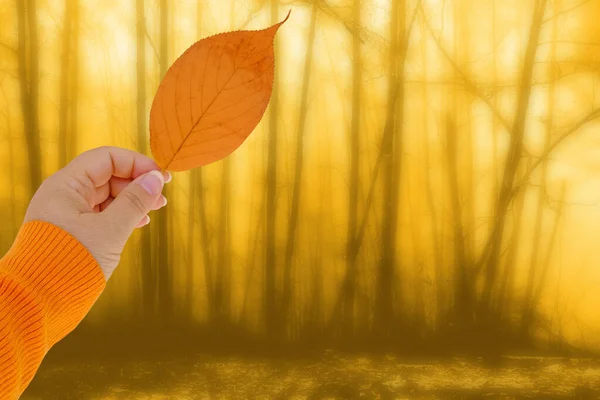 女性の手で黄色の葉 神秘的な黄色の霧の風景 暖かい光は落葉樹の葉の幹を照らす 神秘的な 秋の気分 パノラマ デザイナーの概念の背景 — ストック写真