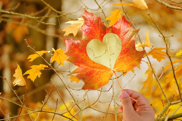 Herbstgelbes Blatt Mit Herz Weiblicher Hand Verschwommene Foto Nebellandschaft Wald — Stockfoto
