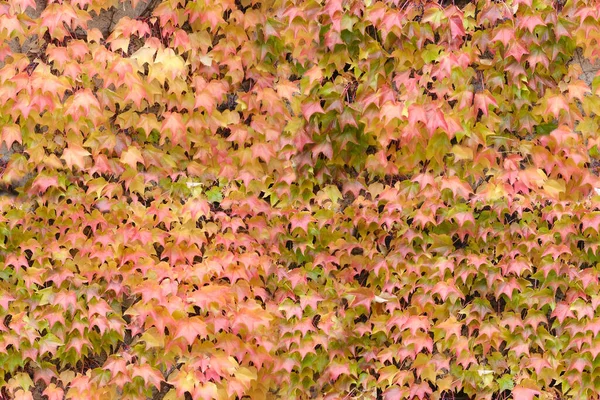 秋天在花园 质地从许多褐色 粉红色 红色的叶子 好天气 你好秋天 舒适的生活方式 自然元素 室外环境 秋天的活力 — 图库照片