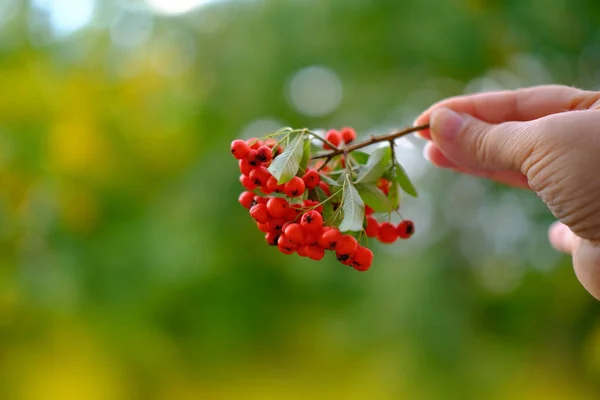 Reife Rote Beeren Weiblicher Hand Pyracantha Coccinea Verschwommene Naturlandschaft Hintergrund — Stockfoto