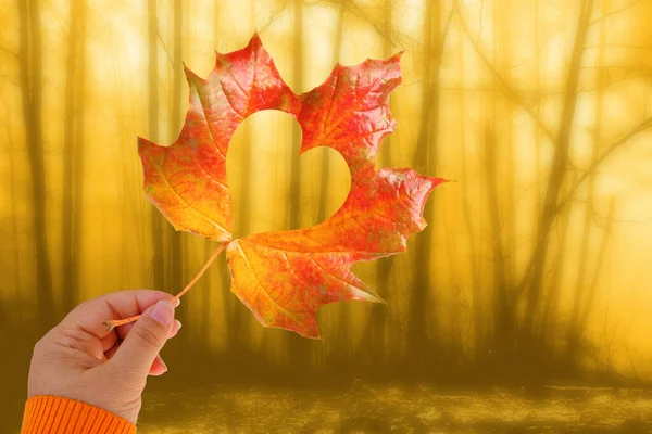 Herbstgelbes Blatt Mit Herz Weiblicher Hand Verschwommene Foto Nebellandschaft Wald — Stockfoto