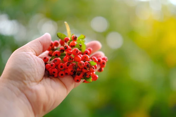 Reife Rote Beeren Pyracantha Angustifolia Weiblicher Hand Schöne Verschwommene Naturlandschaft — Stockfoto