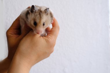 close up portrait of beautiful well-fed brown domestic cute hamster with stuffed cheek pouches, female hands gently hold a fluffy pet, pet health and appetite concept, care and feeding