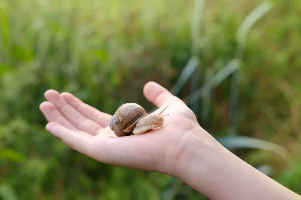 Beautiful Grape Snail Sitting Child Hand Terrestrial Gastropod Mollusk Order — Stock Photo, Image