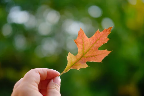 女性の手でオレンジオークの葉 背景に美しいぼやけた自然の風景 植物との相互作用 居心地の良い秋のムードのコンセプト 自然保護 デザイナーのためのブランク — ストック写真