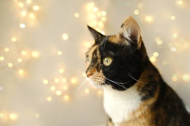 close-up beautiful brown three colors adult domestic tortoiseshell cat looks around on light holidays background, looks around, concept love for animals, caring, keeping four-legged pets