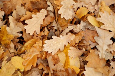 turuncu, sarı, altın meşe yaprağı, Quercus palustris, bahçedeki sonbahar, desen, desen, desen birçok kahverengi, pembe, turuncu, sarı, kırmızı yapraklar, iyi hava, merhaba sonbahar