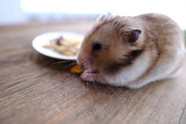 Close Portrait Beautiful Brown Domestic Cute Hamster Eating Delicious Food — стоковое фото