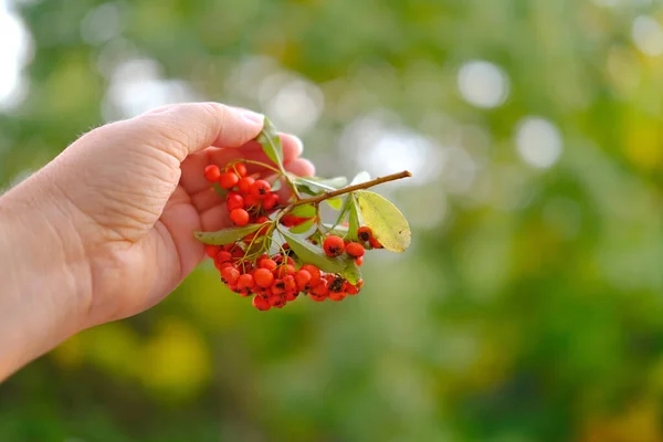 Reife Rote Beeren Pyracantha Angustifolia Weiblicher Hand Schöne Verschwommene Naturlandschaft — Stockfoto