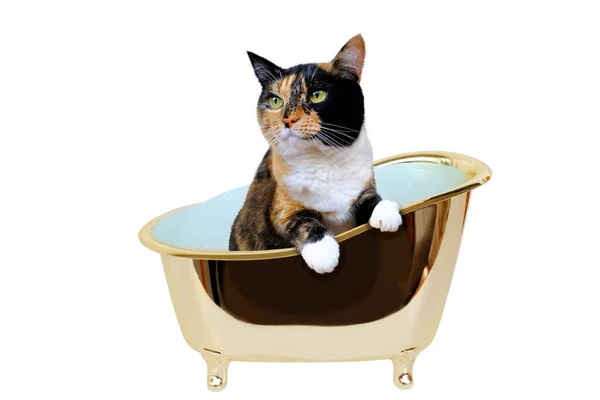 아름다운 삼엽충 고양이는 황금빛 욕조에서 목욕을 곳에서 동물을 돌보고 — 스톡 사진