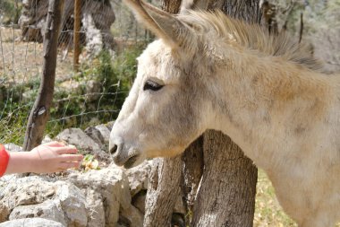 Çocukların elleri güvenle eşeğin yüzüne, eşeğe, Equus asinus 'a, Equus africanus asinus' a dağlardaki çiftliğe hayvanlarla iletişim, mutlu çocukluk.