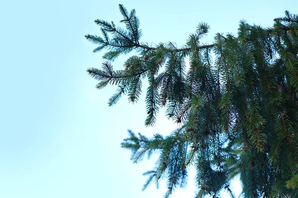 Πράσινα Κλαδιά Από Ερυθρελάτη Αειθαλές Κωνοφόρο Φυτό Φροντίδα Διακοσμητικών Δέντρων — Φωτογραφία Αρχείου