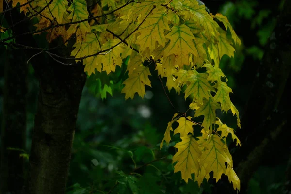Φόντο Φθινόπωρο Πανό Πράσινο Κίτρινο Φυσικό Θολή Φώτα Bokeh Ζουμερό — Φωτογραφία Αρχείου