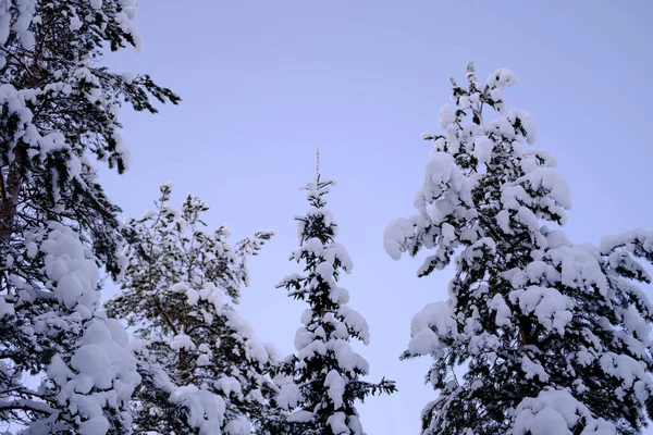 Snow Covered Fluffy Fir Trees Spruce Snow Lapland Winter Forest — Stock Fotó