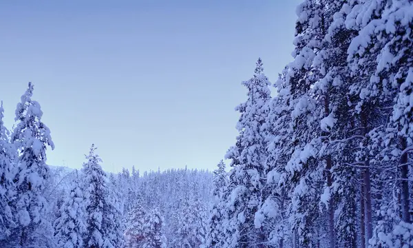 Snow Covered Fluffy Fir Trees Spruce Snow Beautiful Winter Landscape — Fotografia de Stock
