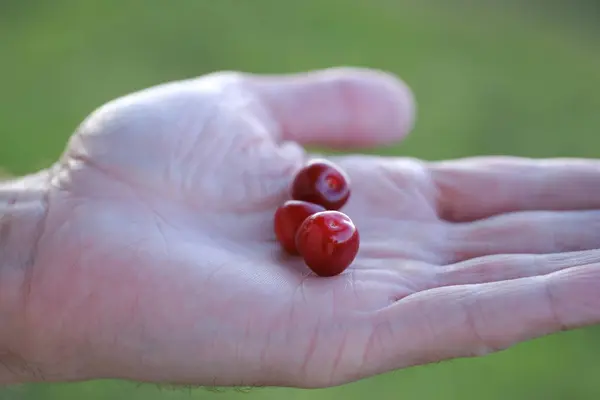 Männliche Hände Großaufnahme Halten Rote Süßkirschen Auf Natürlichem Hintergrund Prunus — Stockfoto