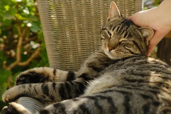 Kobieta Ręka Delikatnie Głaskanie Drapie Szyję Dorosły Kot Domowy Whisky — Zdjęcie stockowe