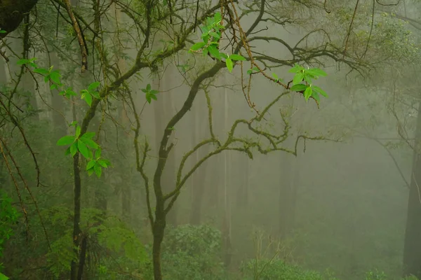 Verschwommene Geheimnisvolle Dschungellandschaft Stämme Laubwald Tropische Bäume Mystischer Hintergrund Für — Stockfoto