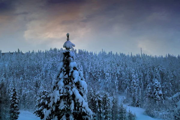 Заснеженные Пушистые Ели Ель Снегу Степи Зимний Лес Горы Красивый — стоковое фото