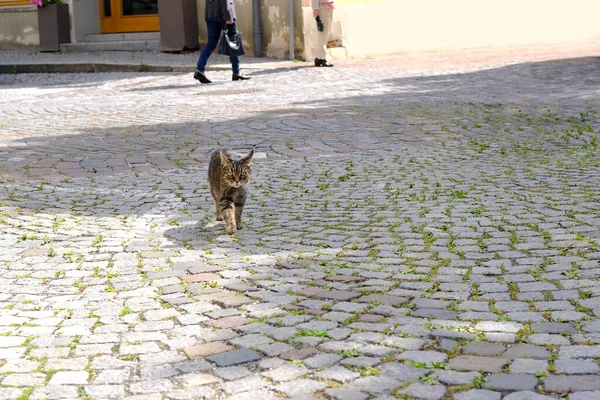 adult young homeless stray cat of whiskas color walks outdoor on ancient paving stones, concept of survival of abandoned animals in city, sterilization and treatment of cats, pet shelters