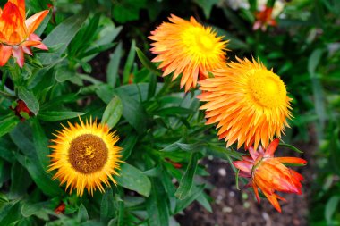 Xerochrysum braketatum, sarı ve turuncu çiçekler, kompozisyonlar için güzel kurutulmuş çiçek, dekoratif bahçe konsepti, doğanın güzelliği.