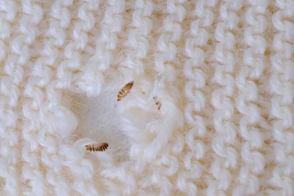 Doğal yünden yapılmış kahverengi delik, ev güvesi larvası kabukları, giysi güvesi, seçici odak, haşere konsepti, evdeki kıyafetlere zarar ve hasar.