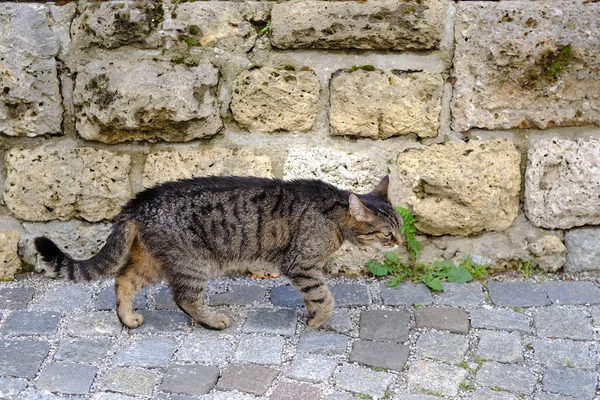 young hungry homeless stray cat of whiskas color stands outdoor on ancient paving stones, concept of survival of abandoned animals in city, sterilization and treatment of cats, pet shelters