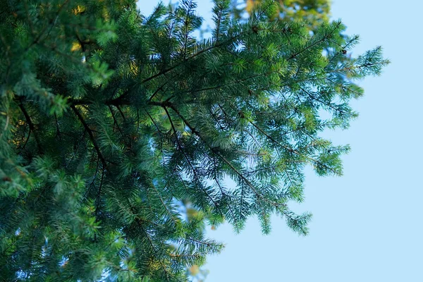 Зеленые Ветви Ели Вечнозеленые Хвойные Растения Уход Декоративными Деревьями Природный — стоковое фото