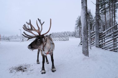 geyik çiftliği güneşli kış günlerinde, Laponya, Kuzey Finlandiya, Lapinkyla tatil beldesi, geleneksel turizm, kar ile safari, Finlandiya Kuzey Kutbu, aktif turizm, Norveç Saami hayvanlarıyla eğlence
