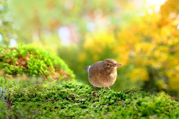 Brown Young Chick Bird Songbird Turdus Eremita Gordoni Eremita Nesocichla — Stockfoto