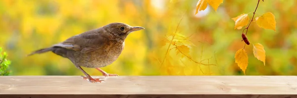 Brown Bird Songbird Turdus Eremita Sits Wooden Table Garden Beautiful — Stockfoto