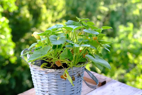 Nahaufnahme Des Balkons Gartenpflanzen Kürbisgemüse Hintergrund Des Frühlingshaften Grünen Laubes — Stockfoto