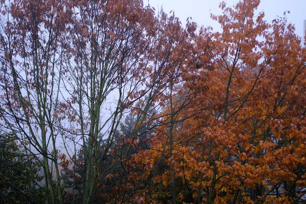 Titokzatos Ködös Őszi Táj Fák Egy Erdőben Homályos Háttér Titokzatos — Stock Fotó