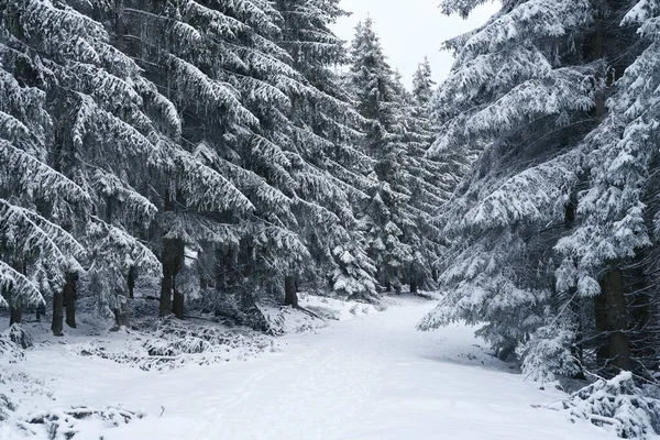 Beautiful Winter Landscape Snow Covered Green Branches Fir Trees Heavy — Stock Photo, Image
