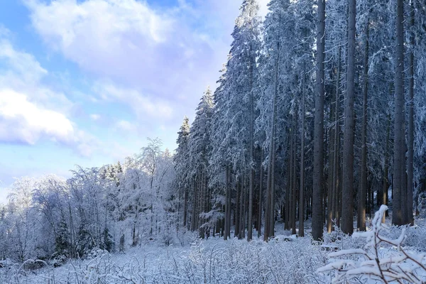 Krásná Zimní Krajina Zasněžené Větve Jedlí Hustý Sníh Zametená Cesta — Stock fotografie