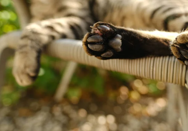 close-up cat\'s back paw, Gray striped cat whiskas color lies in wicker chair in sunny garden, concept animal health, caring for them, keeping pets, mental life with pets, claw care, pet hair