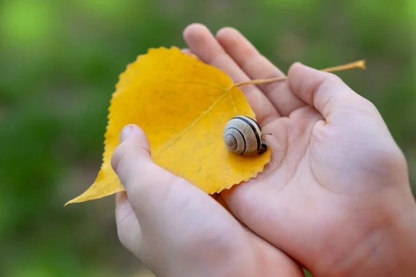 男性の手 葉の背景 コンセプトの季節 動植物 科学的探査を研究する黄色い秋の葉 — ストック写真