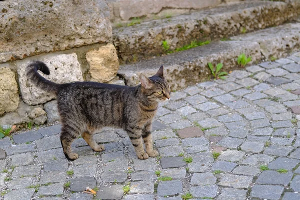 adult young homeless stray cat of whiskas color walks outdoor on ancient paving stones, concept of survival of abandoned animals in city, sterilization and treatment of cats, pet shelters