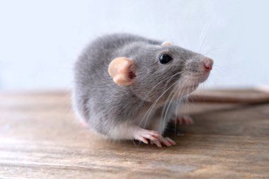 Komik ve Sevimli güzel gri dekoratif evcil fare, Rattus norvegicus domestica, konsept bakım ve bakım, evcil hayvan beslemek için ideal koşullar