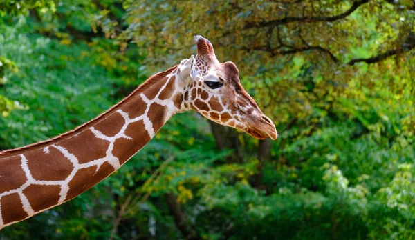Uzun boyunlu zürafa hayvanlarının yakın çekimi, zürafa camelopardalis, parlak ciltte kahverengi lekeler, zürafa ailesinden artiodactyl memeliler, Afrika savanalarının güzel doğal yeşil arka planı.
