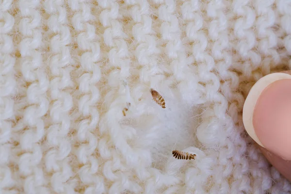 brown hole in product made of natural wool, shells of household moth larvae, Clothes moth, selective focus, pest concept, destruction and damage to clothes in house
